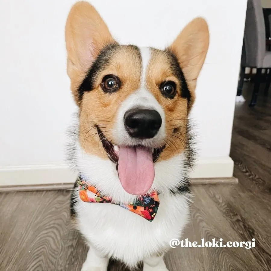 Midnight Floral Bowtie Collar & Leash Set