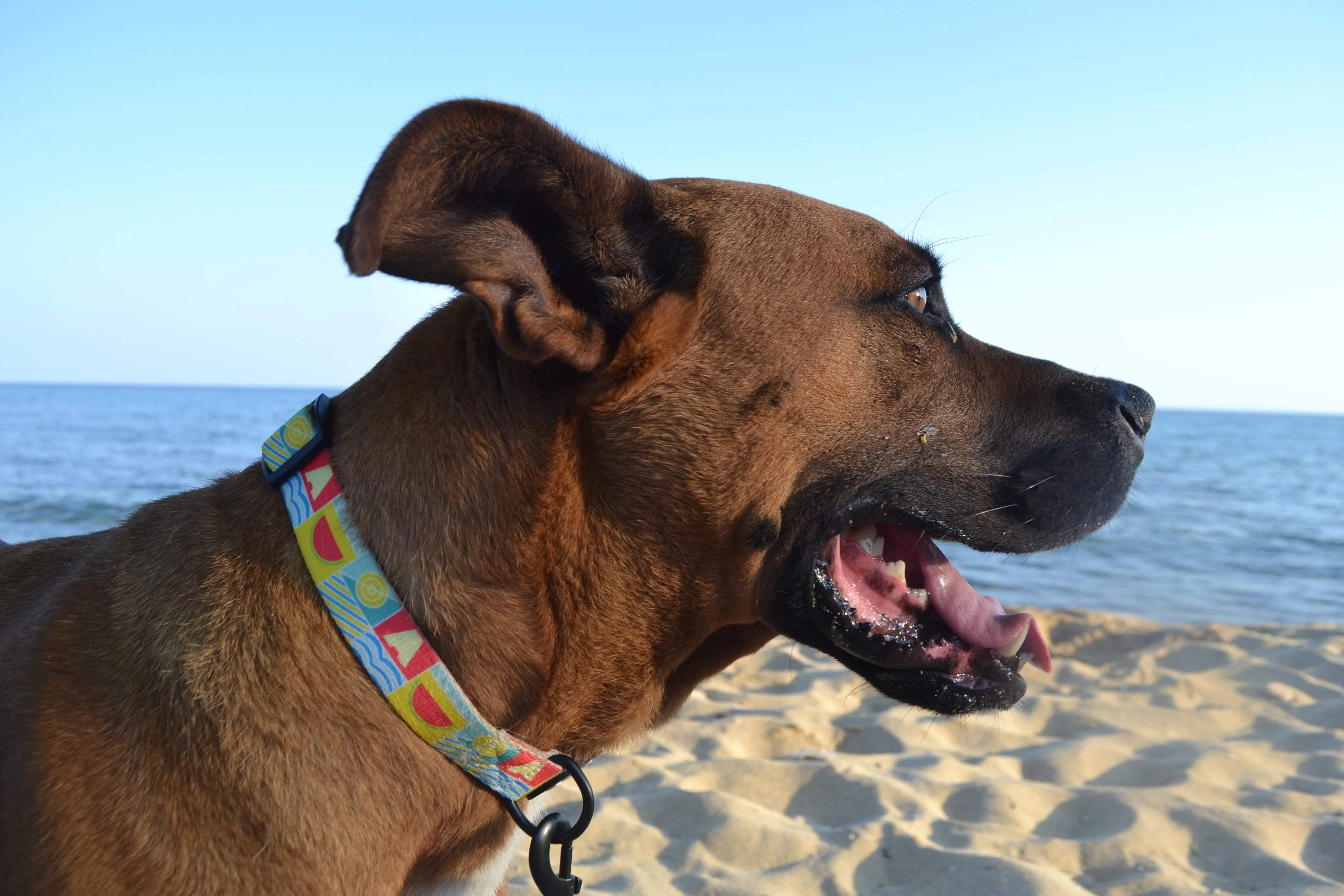 "Watermelon Dog Collar"