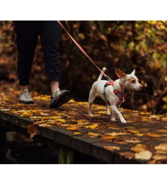 Ruffwear Hi & Light™ Lightweight Dog Harness (Lichen Green)